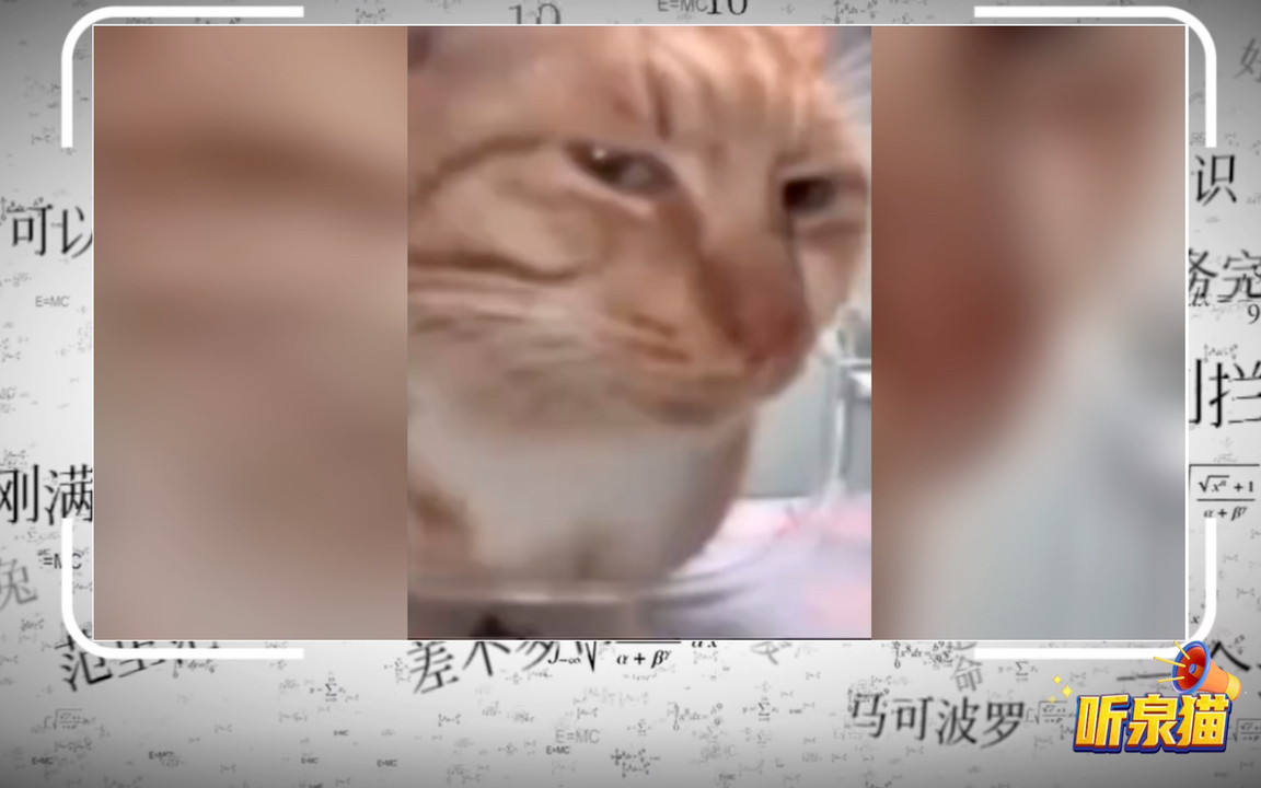 [图]盘点网络热门梗：听泉猫