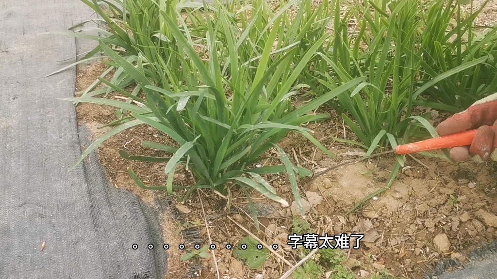 小麦和韭菜的区别这还用说吗白嫖他
