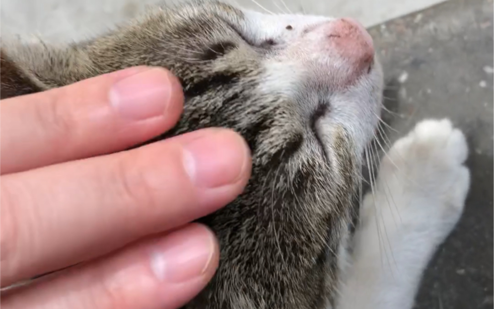 3本の指で頭を撫でると,猫ちゃんが懐いて来るの.