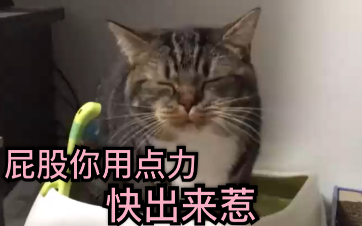 [图]猫咪便秘表情合集 (确信)