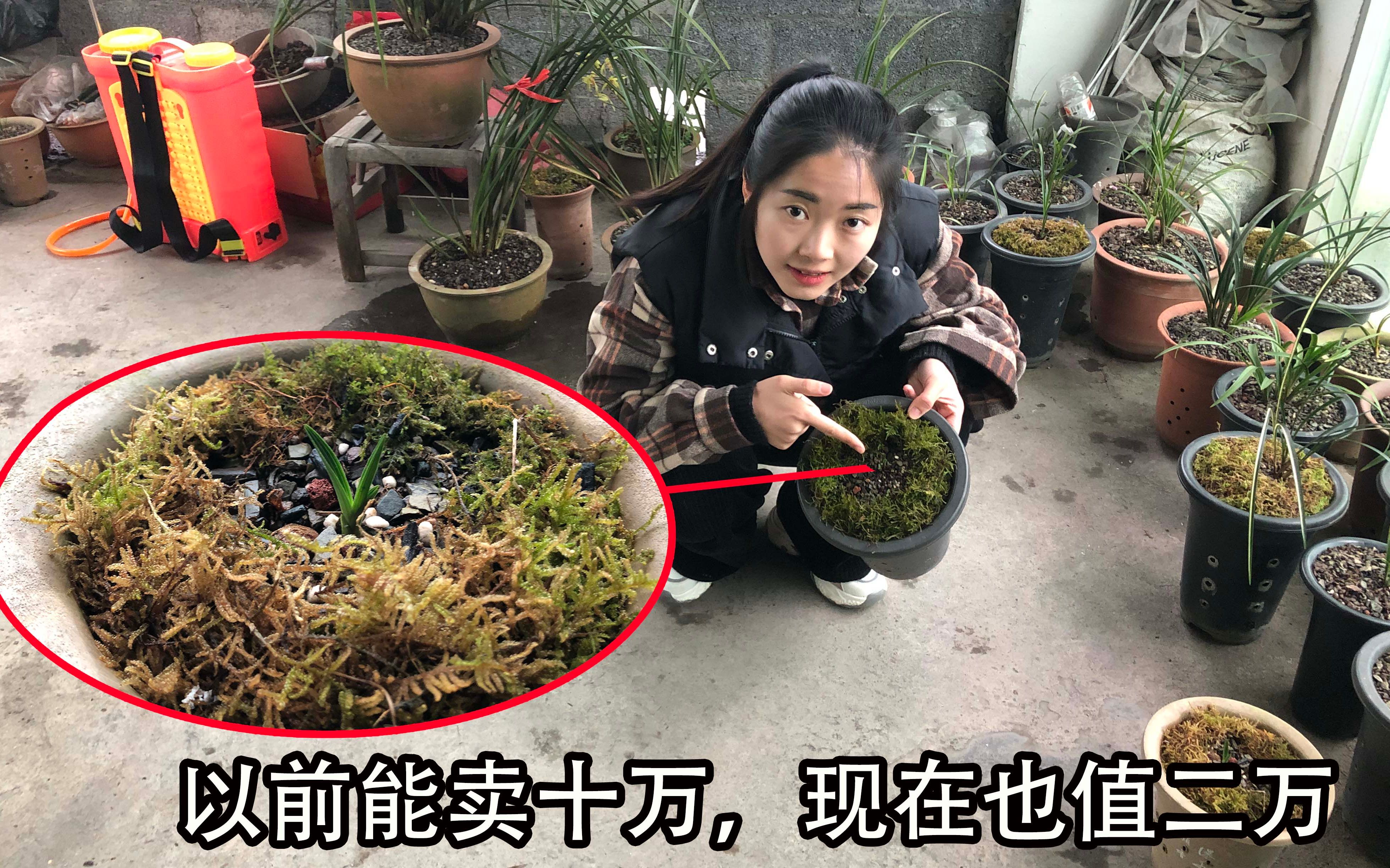 [图]一株兰草卖了八百万，拜访镇上的兰草大王，家里随便一根草值几万