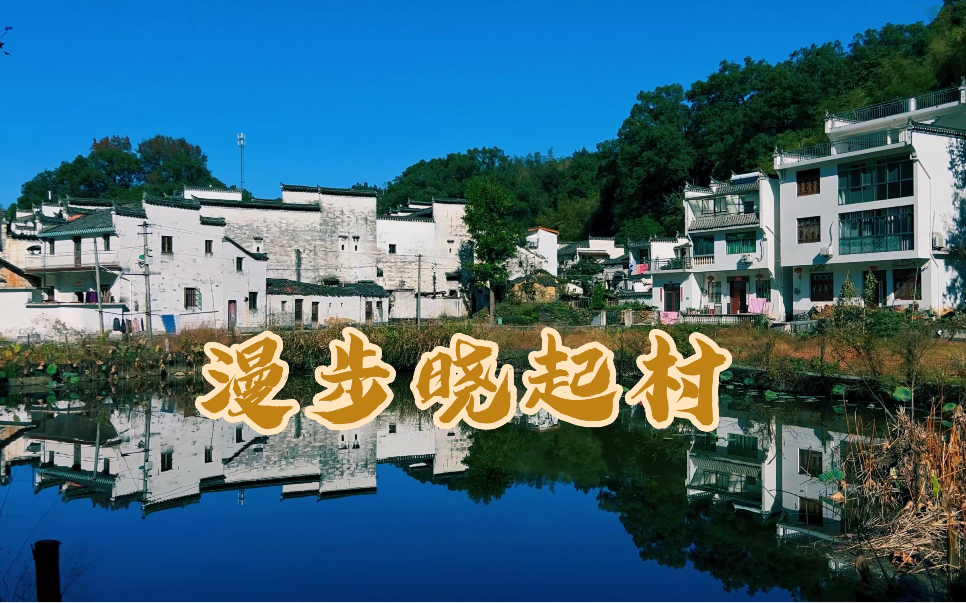 秋访婺源的晓起村,这个季节,晓起以皇菊闻名,漫步田间村落,徽州乡村的