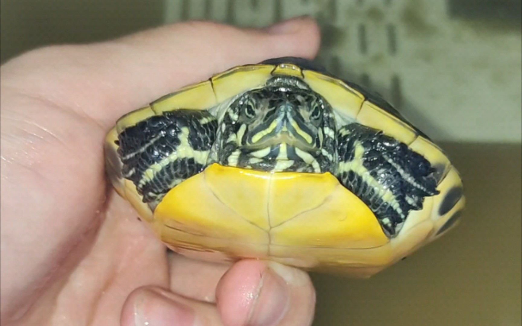 观察火焰龟,这是鸭嘴?