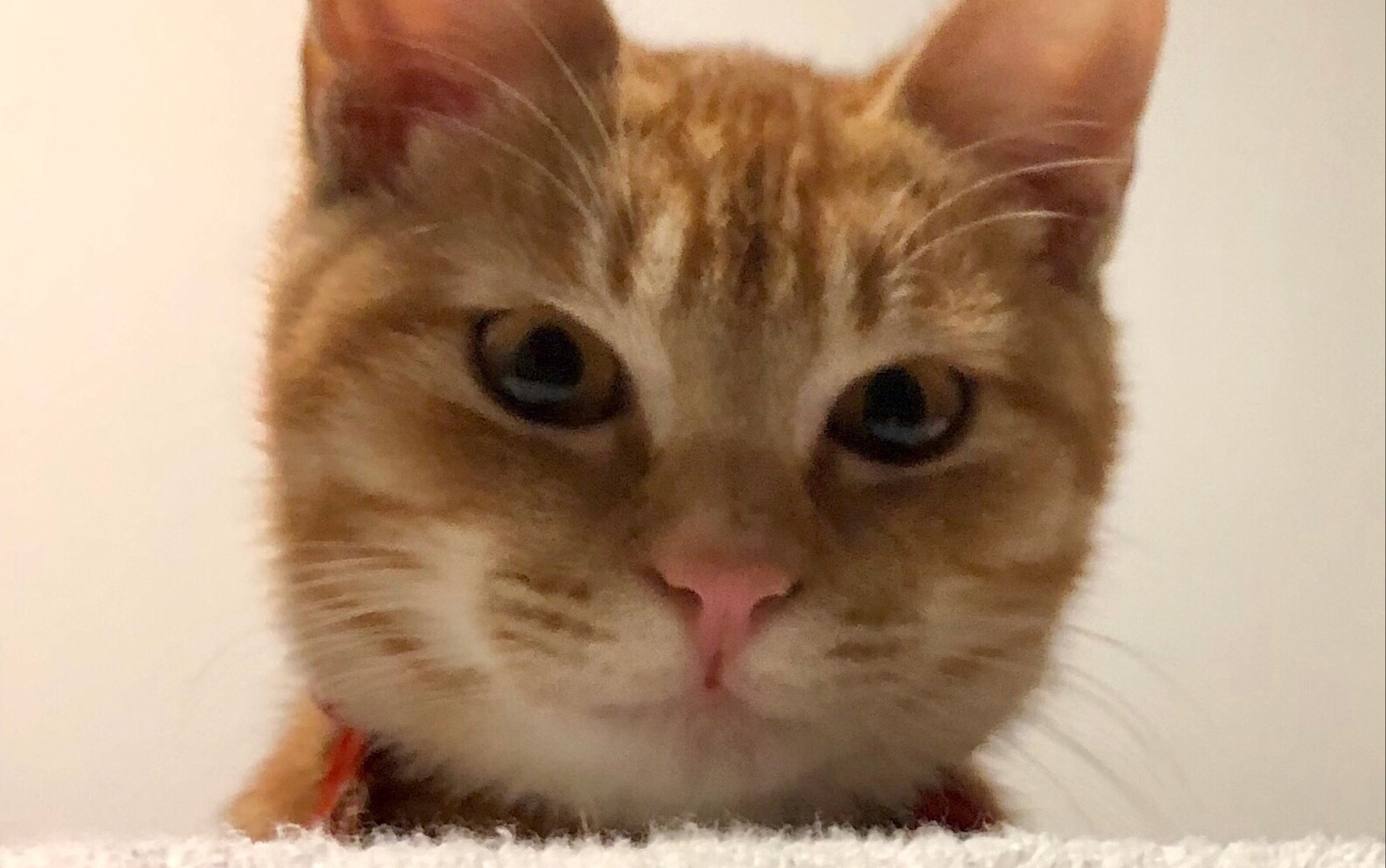 橘猫尾巴你这是在为难我胖虎