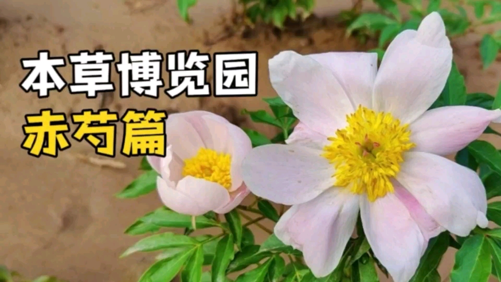 赤芍 | 清热凉血,散瘀止痛哔哩哔哩bilibili