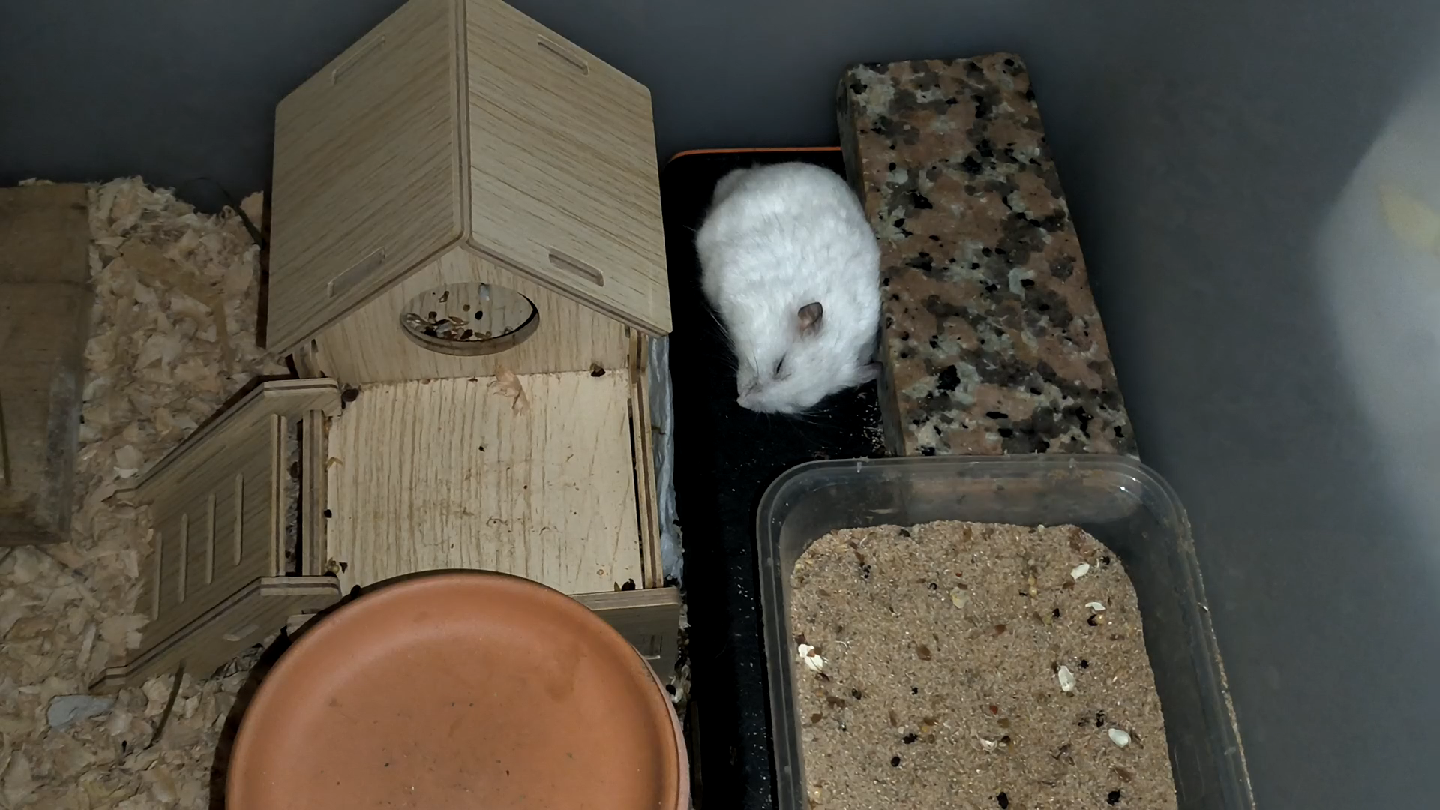 来看小仓鼠睡觉吗?