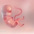 看宝宝一周周长大，3-42周胎儿发育动画