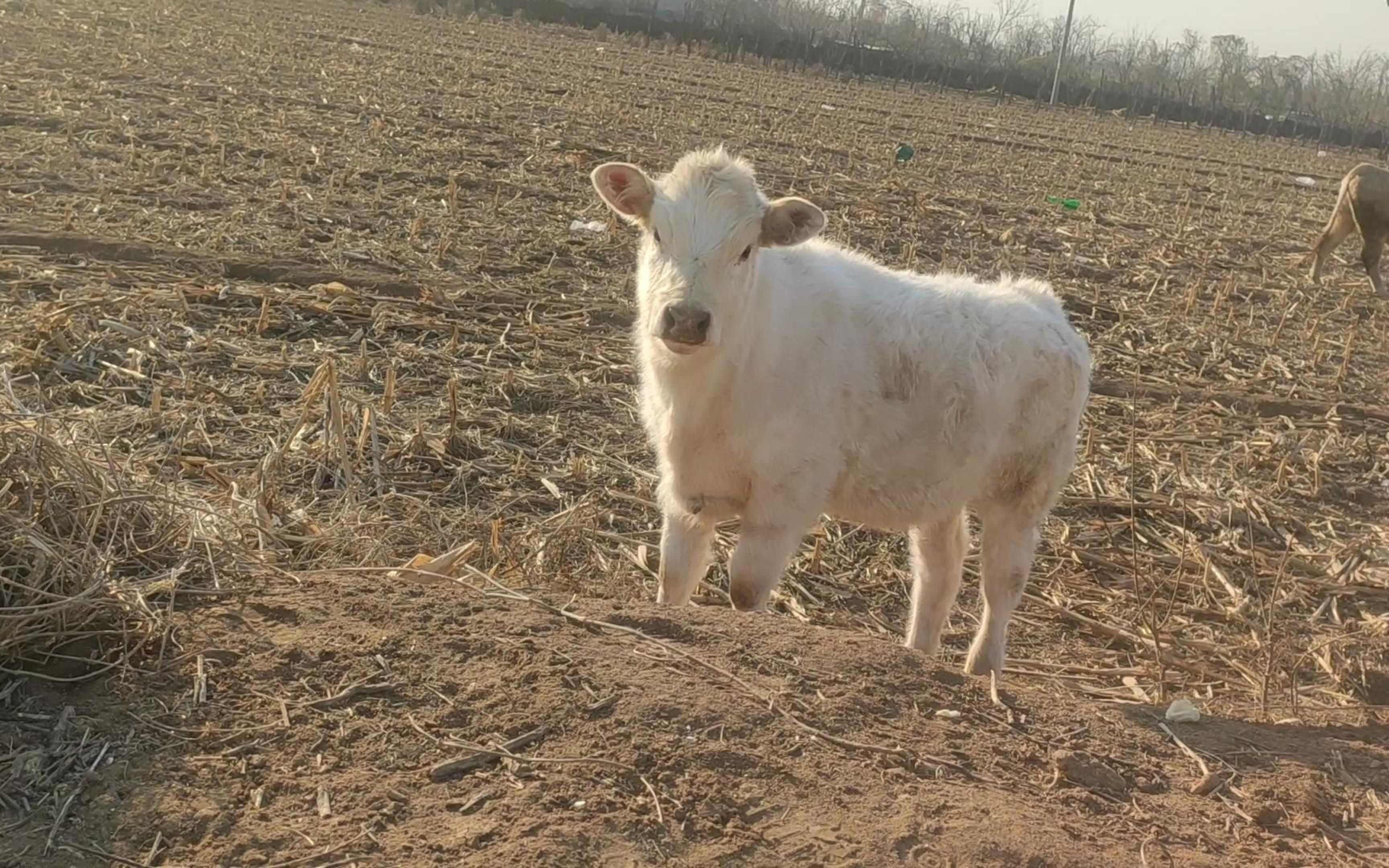 活动作品小白牛