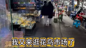 我又来逛花鸟市场了