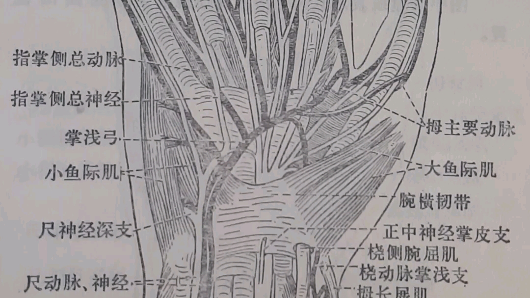 图472手掌浅层结构(右侧)哔哩哔哩bilibili