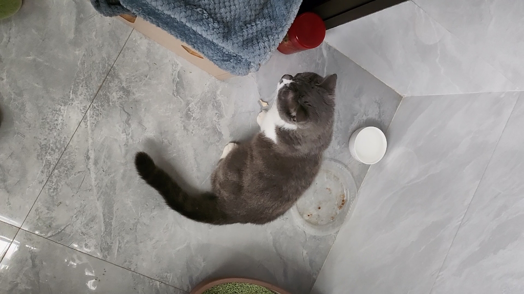 被嘎蛋的小公猫叫声真的好听