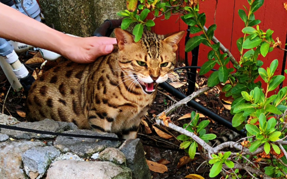 f2f4萨凡纳豹猫elonekon日志两只豹子的日常互殴