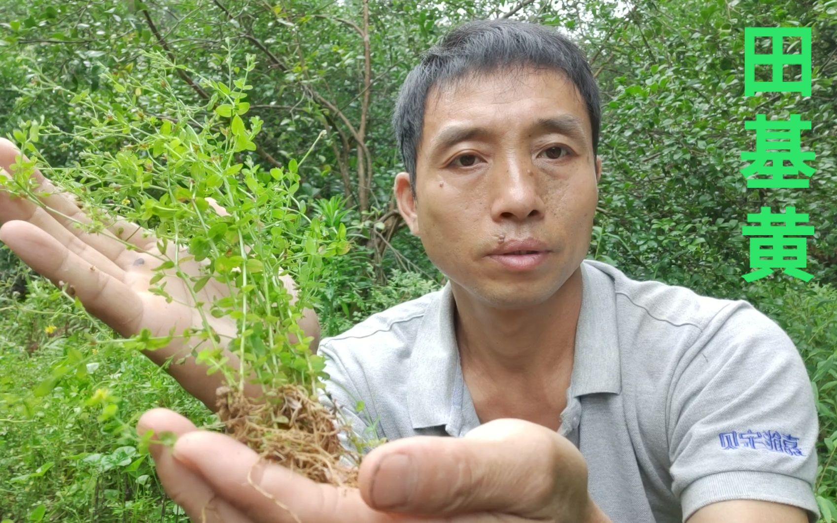 农村这种不起眼的小草叫田基黄,它的用途却不少,一起来看看哔哩哔哩bilibili