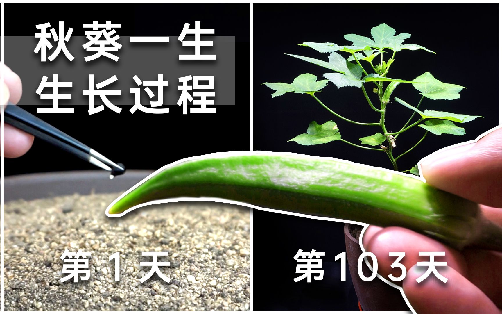 秋葵的图片及功效(秋葵营养丰富,助消化,提高免疫力)