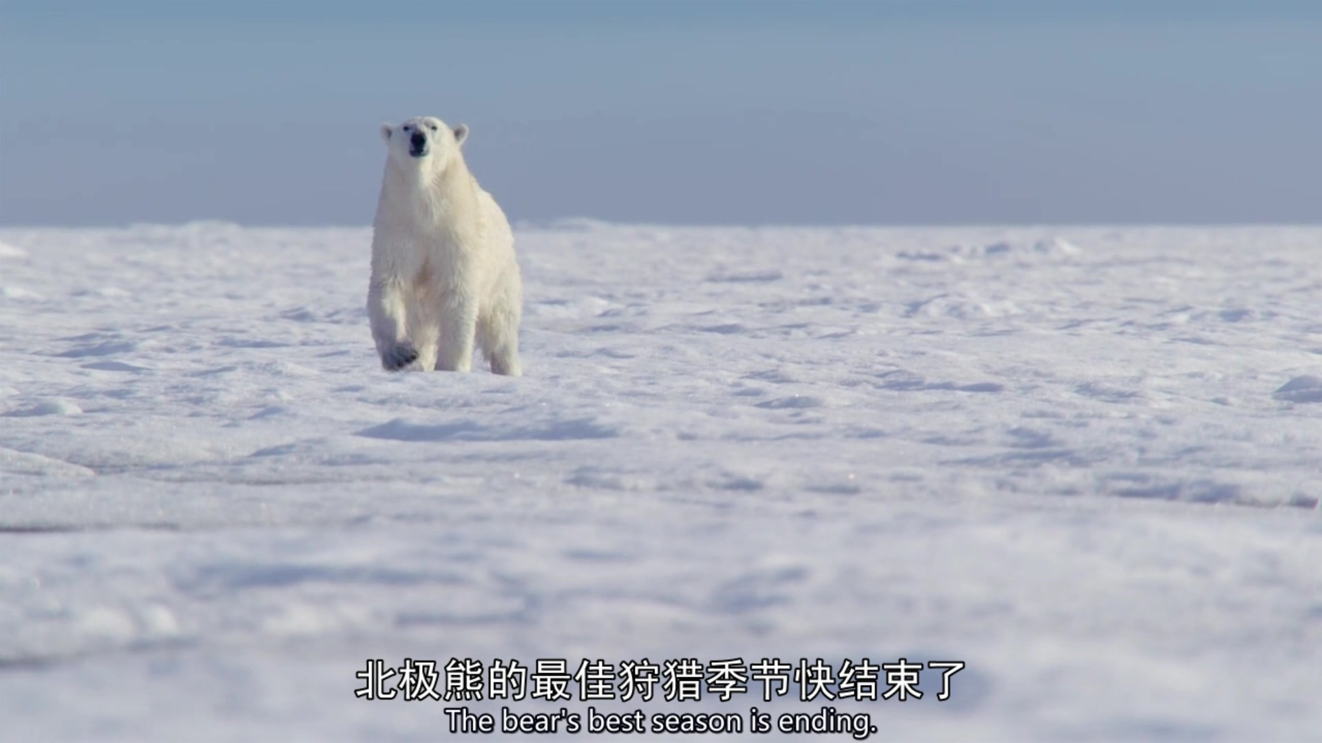 [图]北极熊捕食海豹的艰难之旅（有冰之日）！