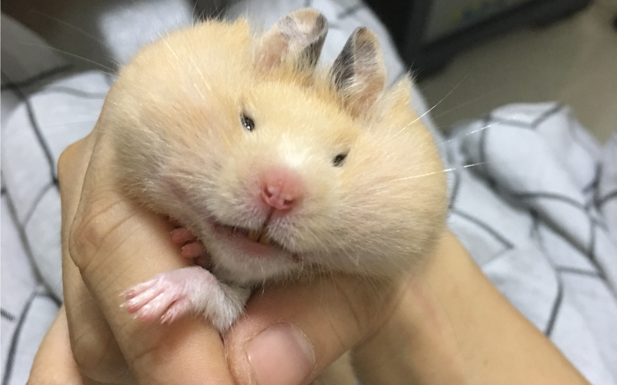 金丝熊嘴巴塞完东西变的特搞笑