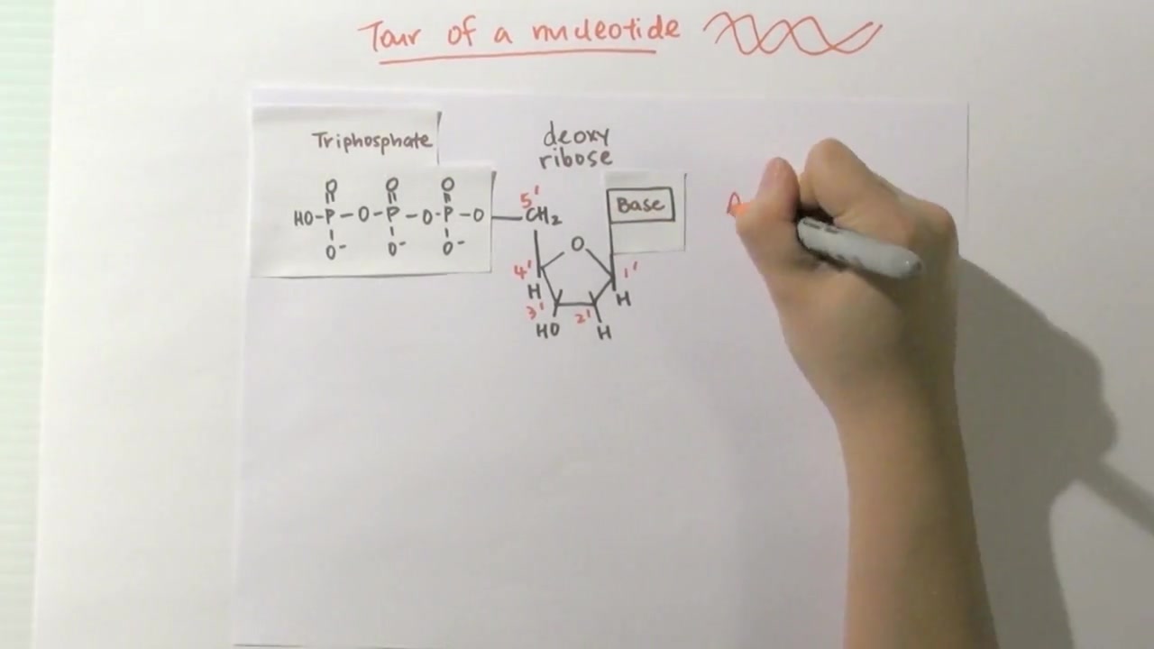 [图]（全集/外挂英字）MIT生物课程Biology The Secret of Life生命的秘密（第二部分分子生物学&DNA重组，共三部分）