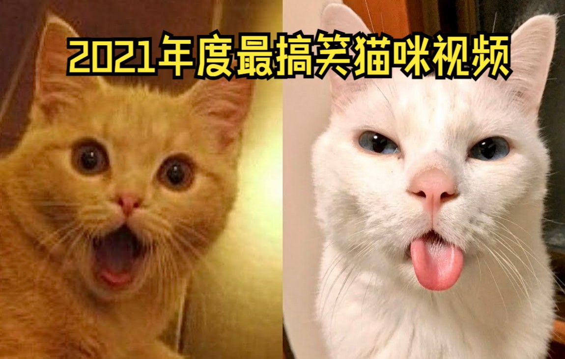 2021年度最搞笑猫咪视频集锦哔哩哔哩bilibili