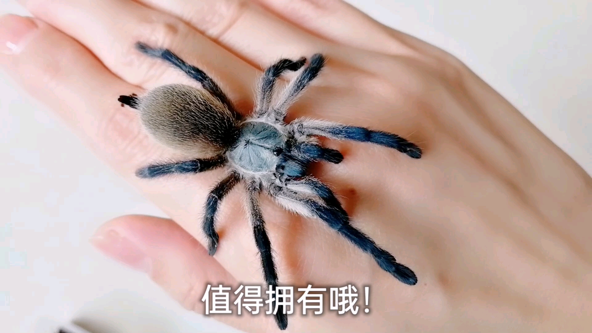 活动作品梦幻蓝巴布换盒上手攻略