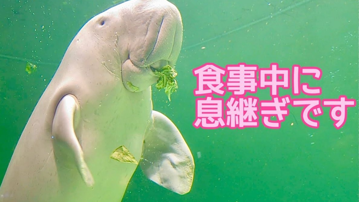 儒艮为什么叫美人鱼呢为什么在线