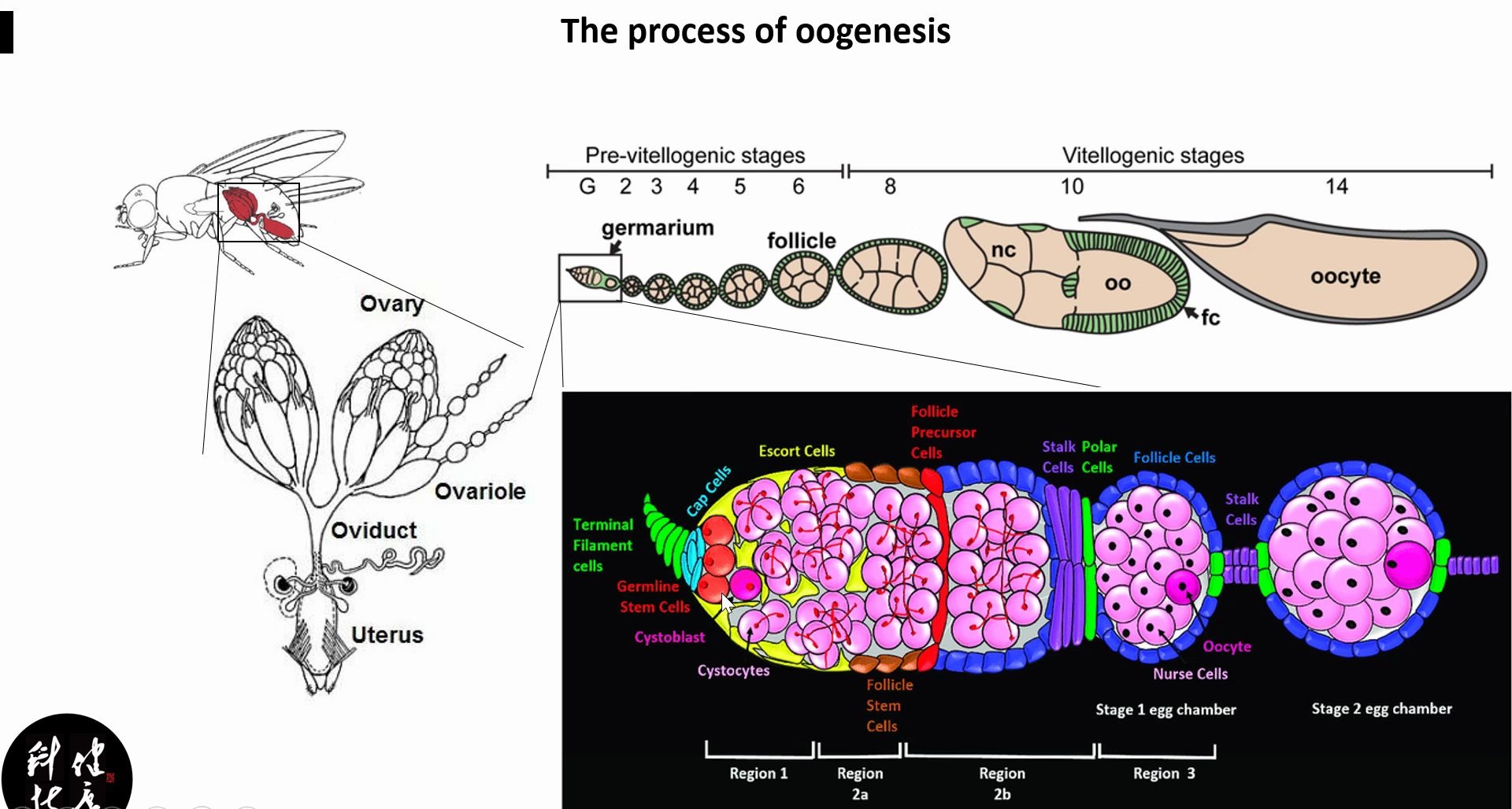深度挖掘卵子发生过程以模式动物果蝇为例哔哩哔哩bilibili