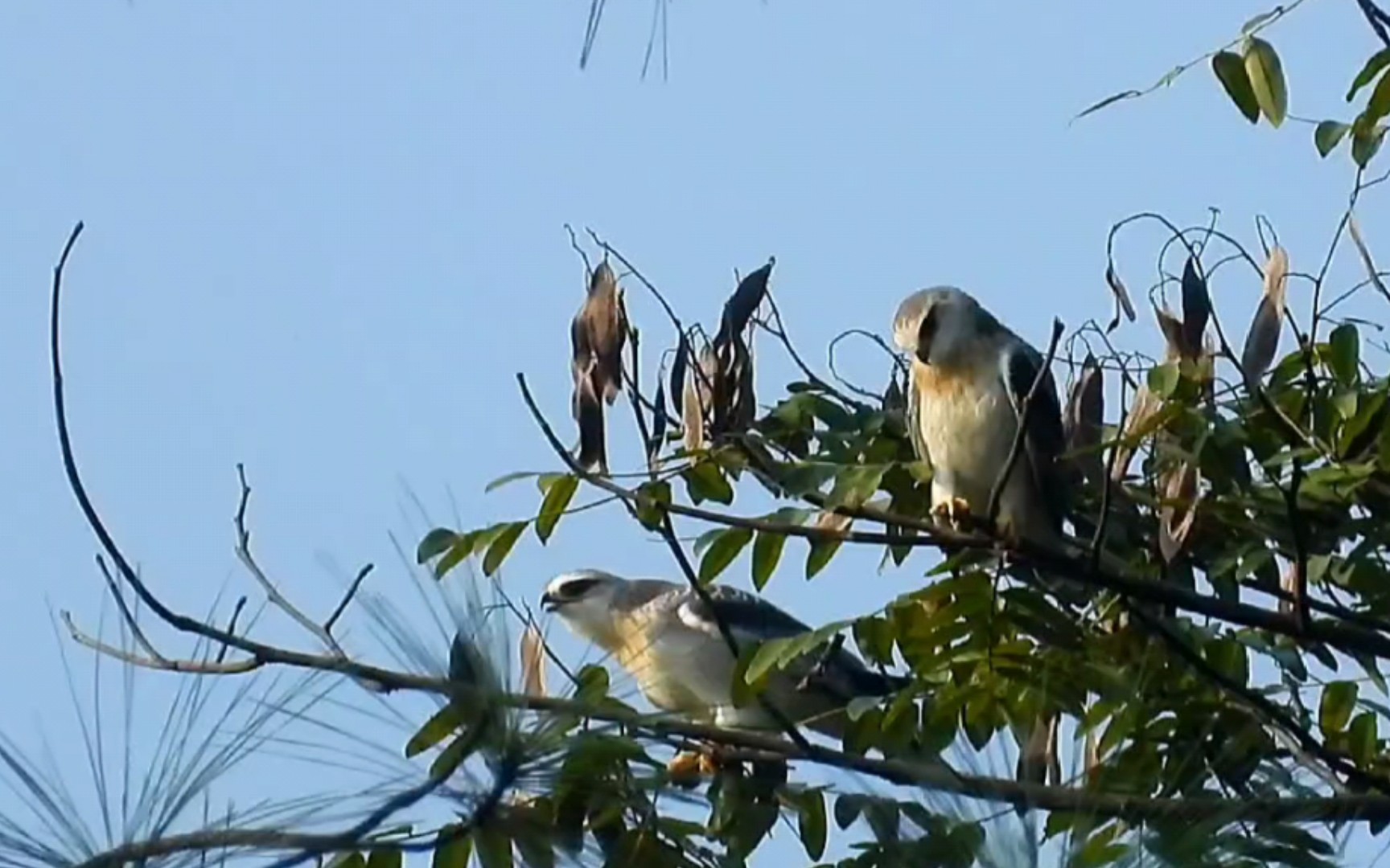 三四百米外的两只黑翅鸢!(尼康 p1000)