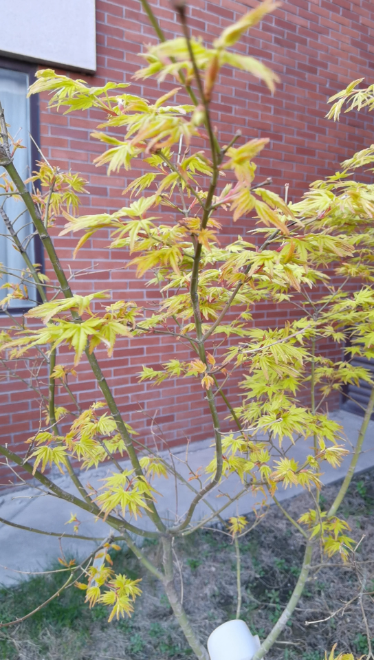 袖锦适合北方种的日本枫