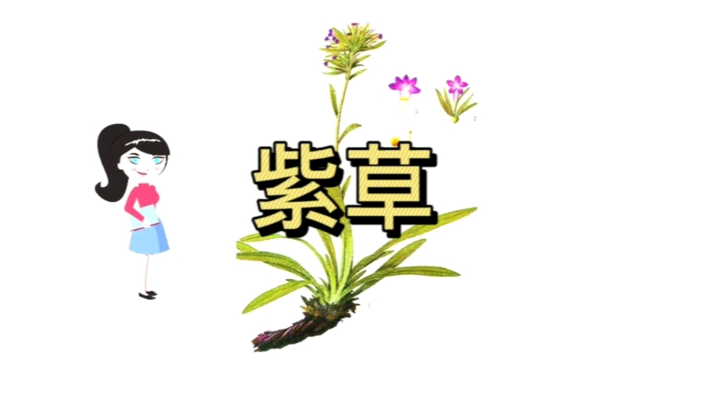 紫草的功效与作用哔哩哔哩bilibili