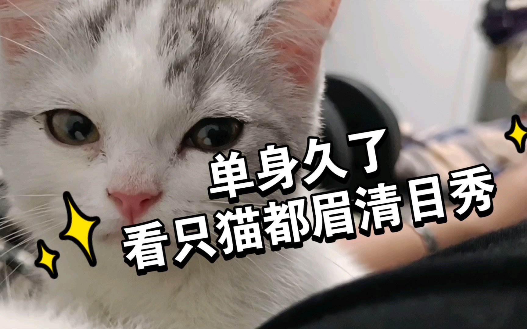 单身久了,看只猫都眉清目秀_哔哩哔哩_bilibili