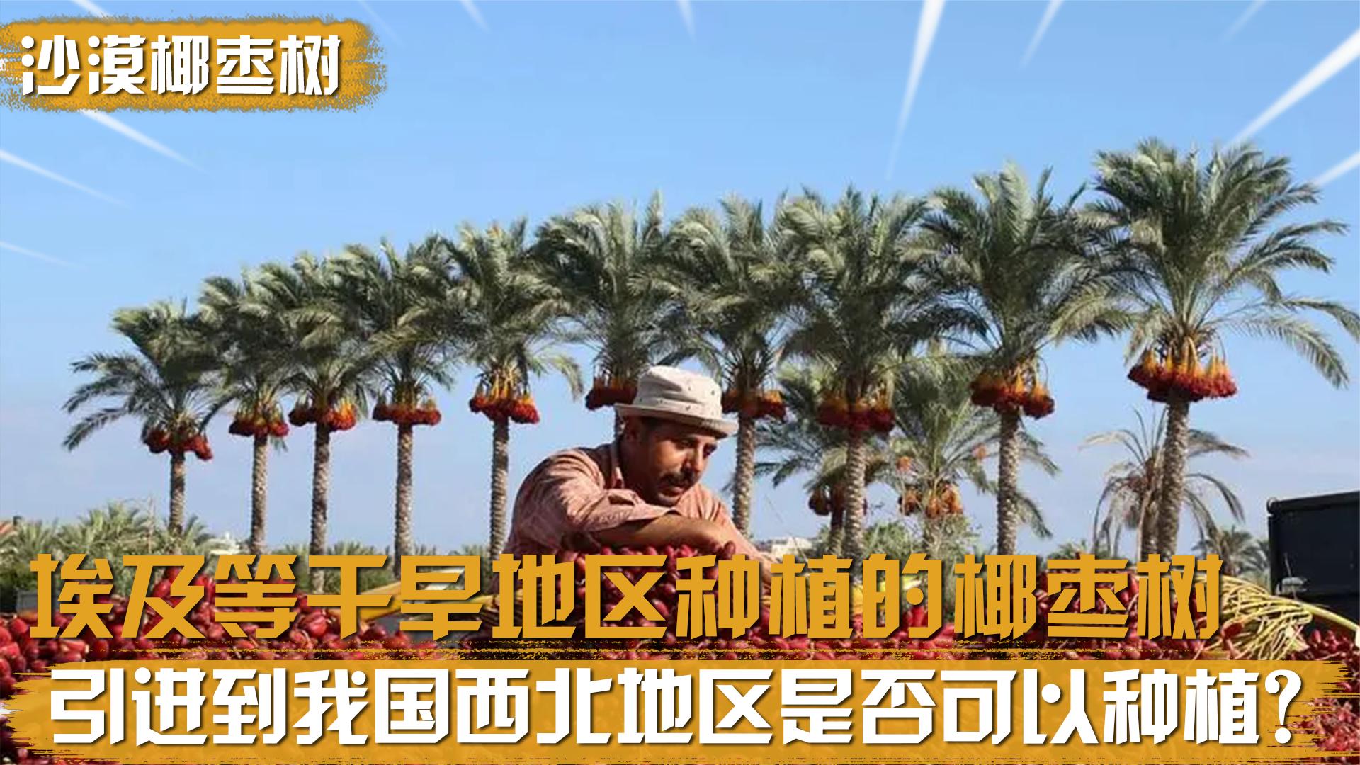 埃及等干旱地区种植的椰枣树,引进到我国西北地区,可以存活吗?哔哩哔哩bilibili