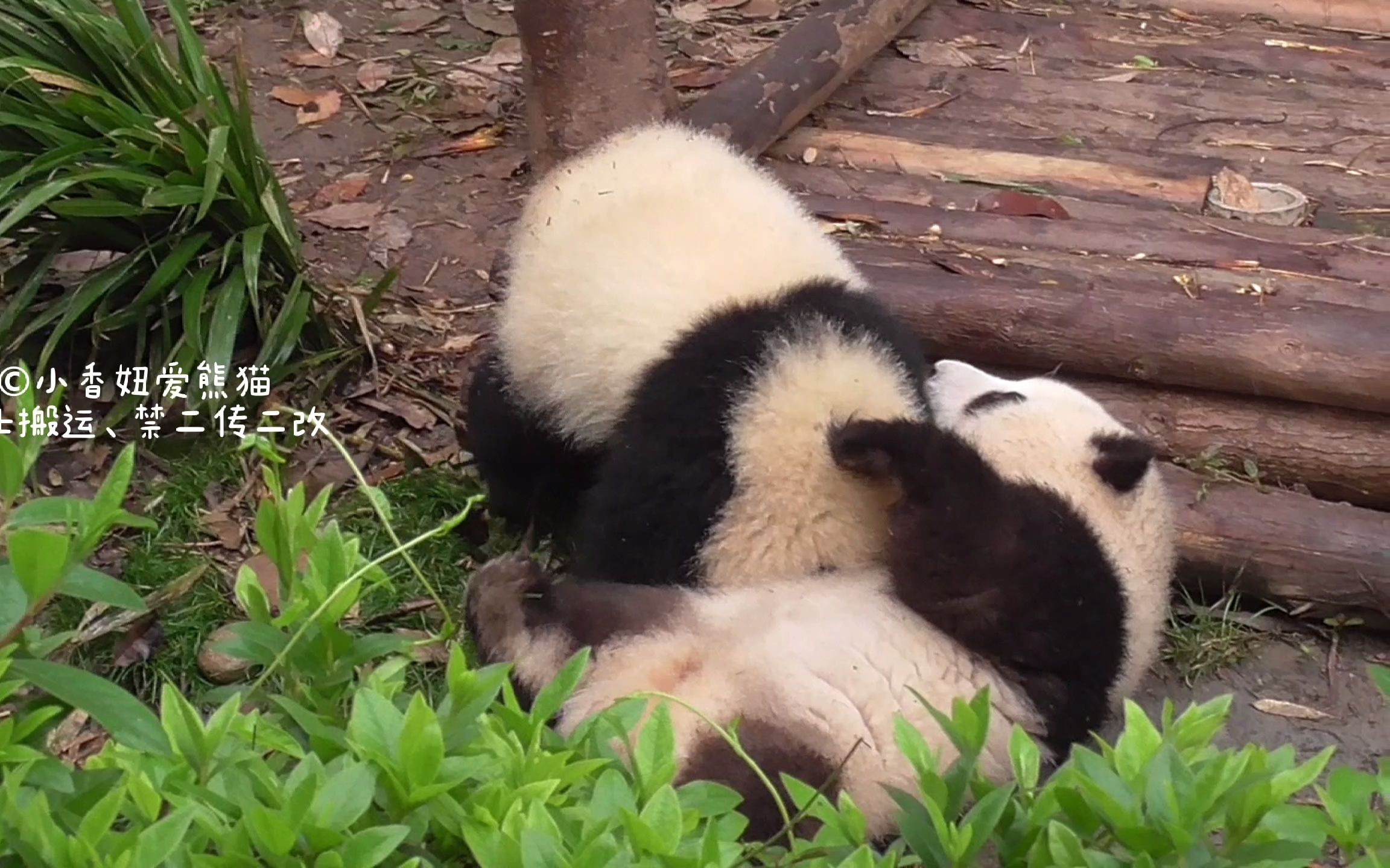 【大熊猫和花】弟弟委屈,碰都没碰到,姐姐就倒了,这个瓷弟弟不认