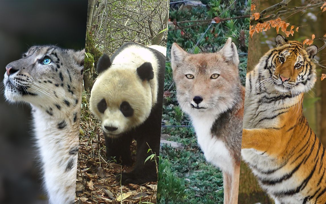 东北虎雪豹藏狐大熊猫.聚在一起能干啥?