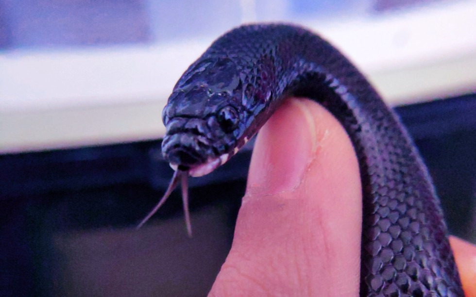 威武霸气的黑王,蛇中霸王