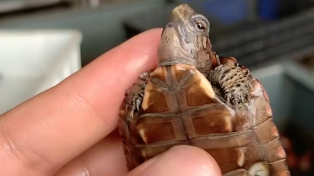 精品锯缘人工苗.状态一流.健康全品.