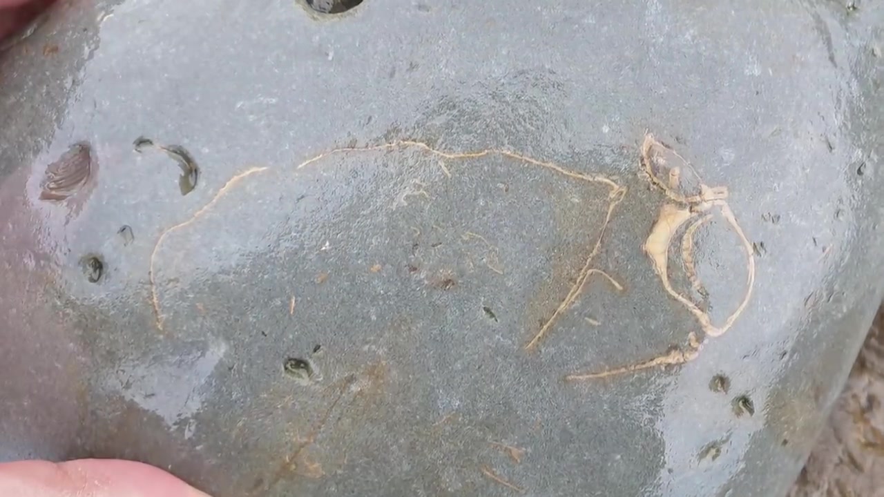 [图]Fossil hunting: I find the coolest little crab fossil 07