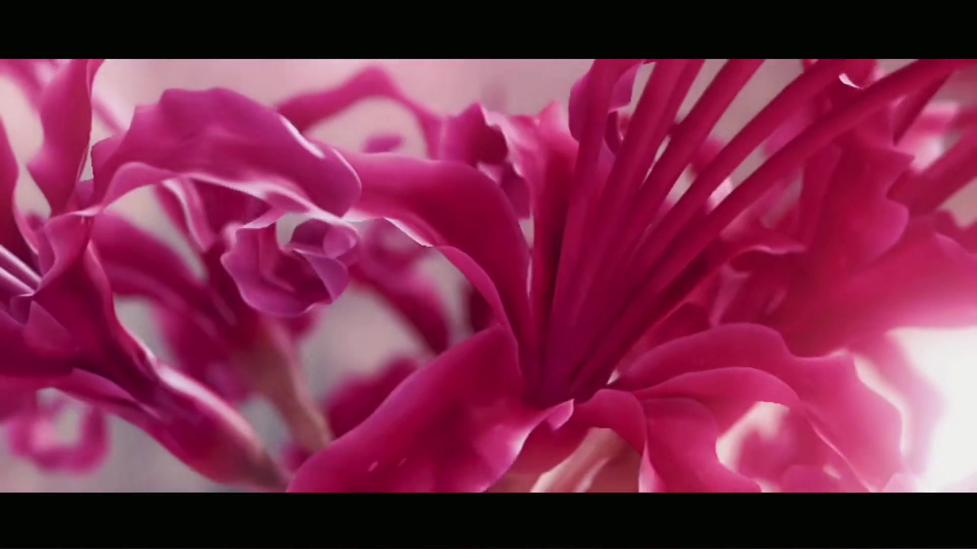 王菲-彼岸花 3039