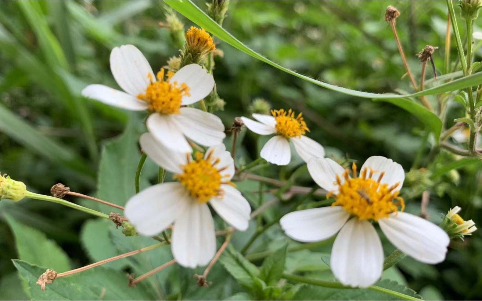 三叶鬼针草的功效与作用(三叶鬼针草功效大揭秘)