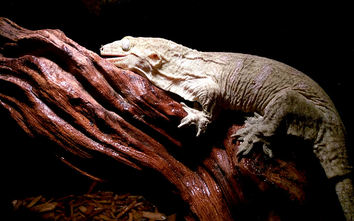 全世界最大的壁虎了解一下!我想emm养巨人守宫