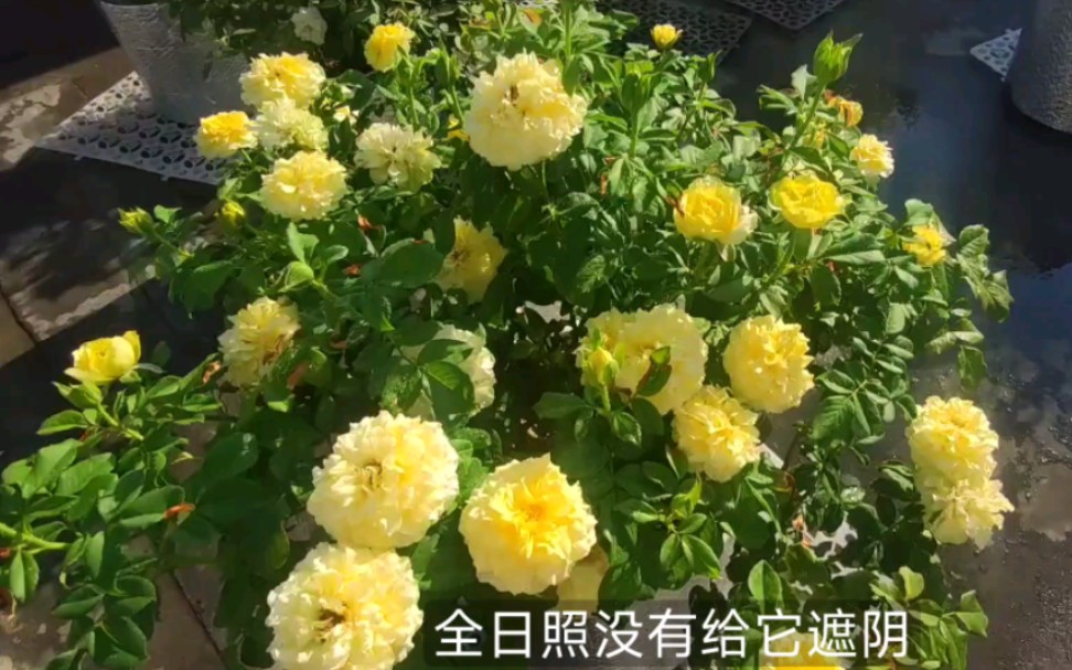 [图]小花园里最耐热的月季评选（一）