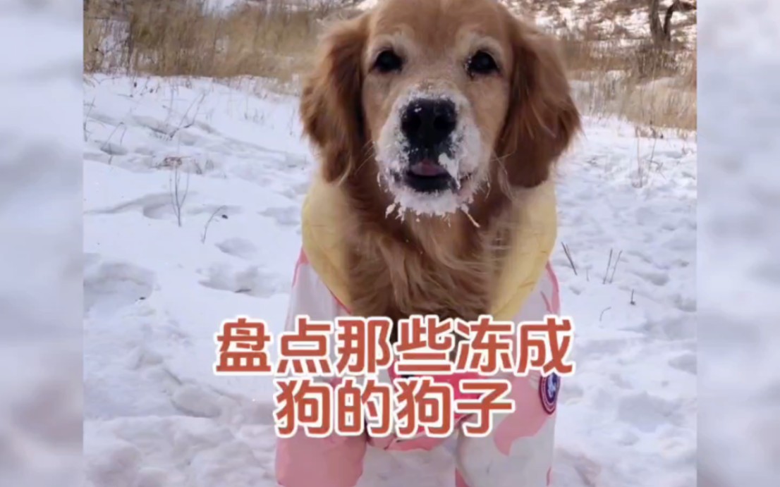 盘点那些冻成狗的狗子