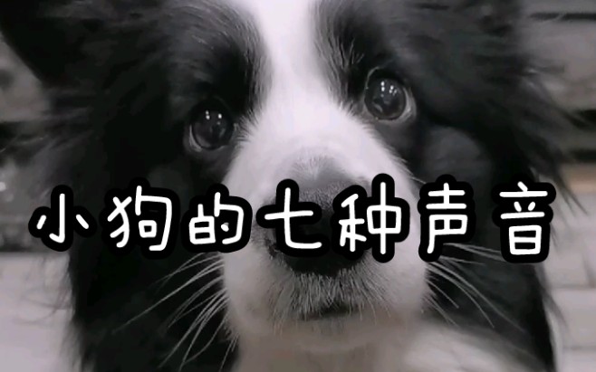小狗的声音你听过几种?