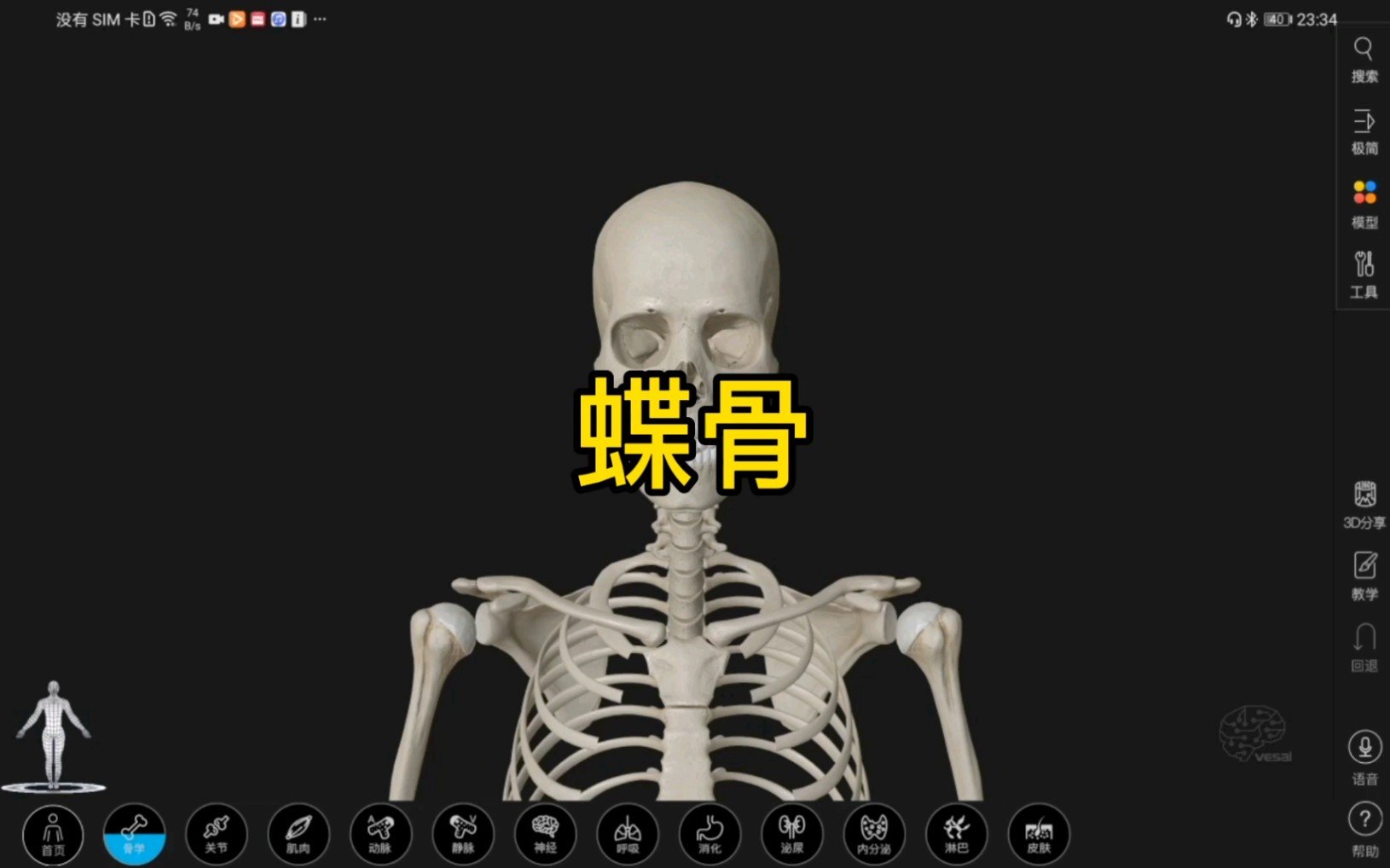 [图]蝶骨的3D解剖