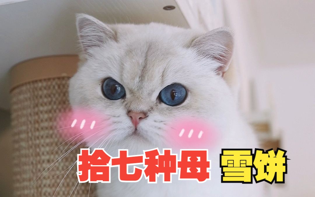 蓝金点英短雪饼