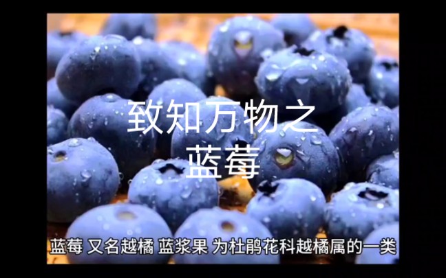 致知万物之蓝莓哔哩哔哩bilibili