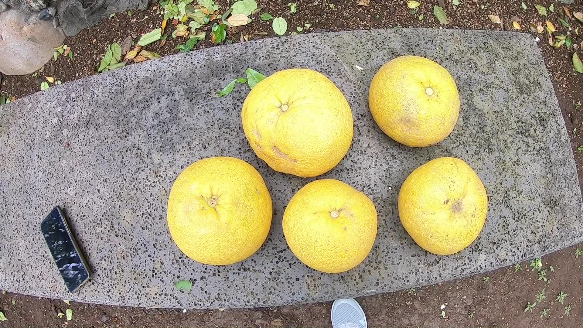 韩国济州岛的橘子个头真大,成年人一只手拿不过来,岛上唯一的水果