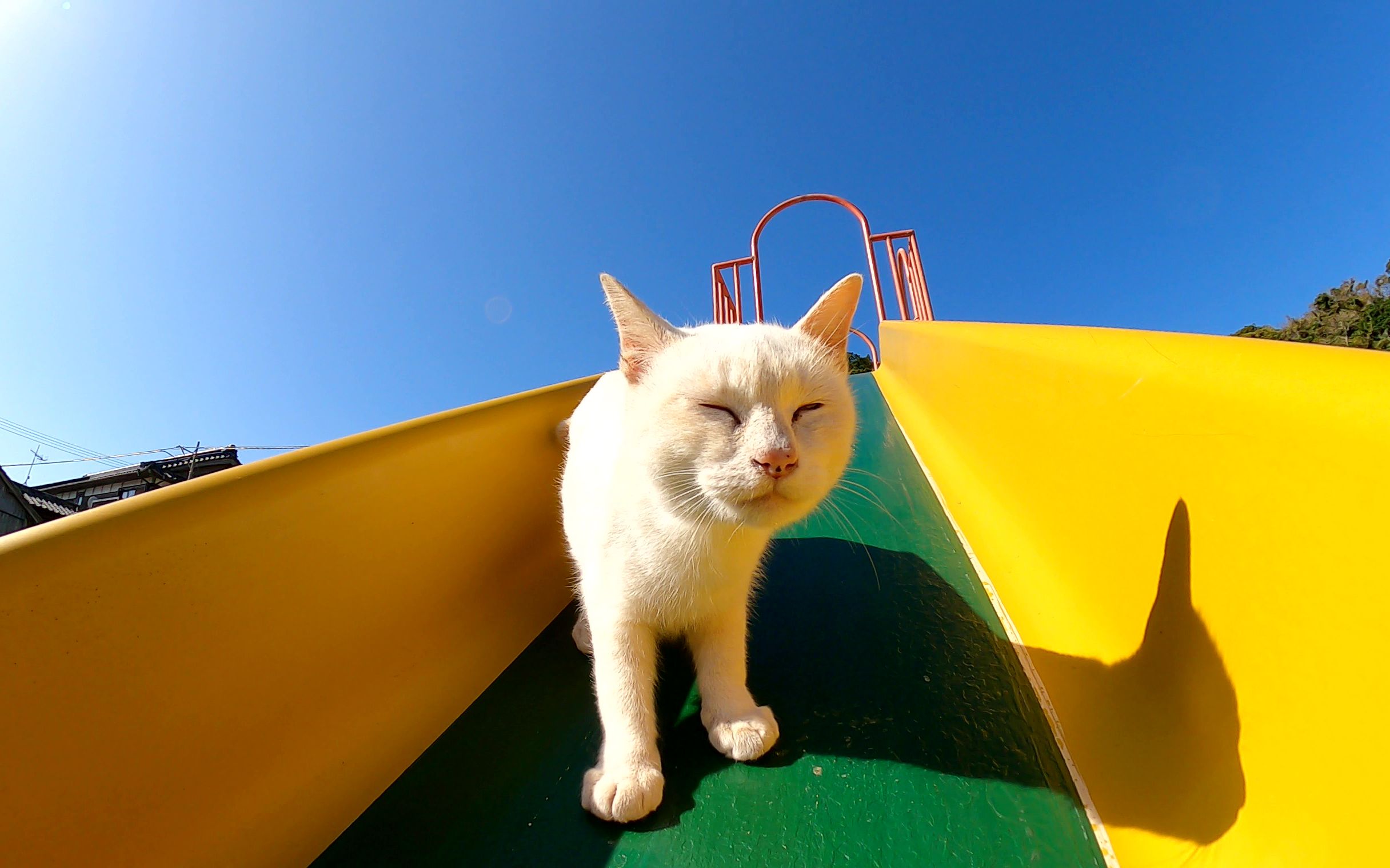 猫在公园的滑梯上玩耍