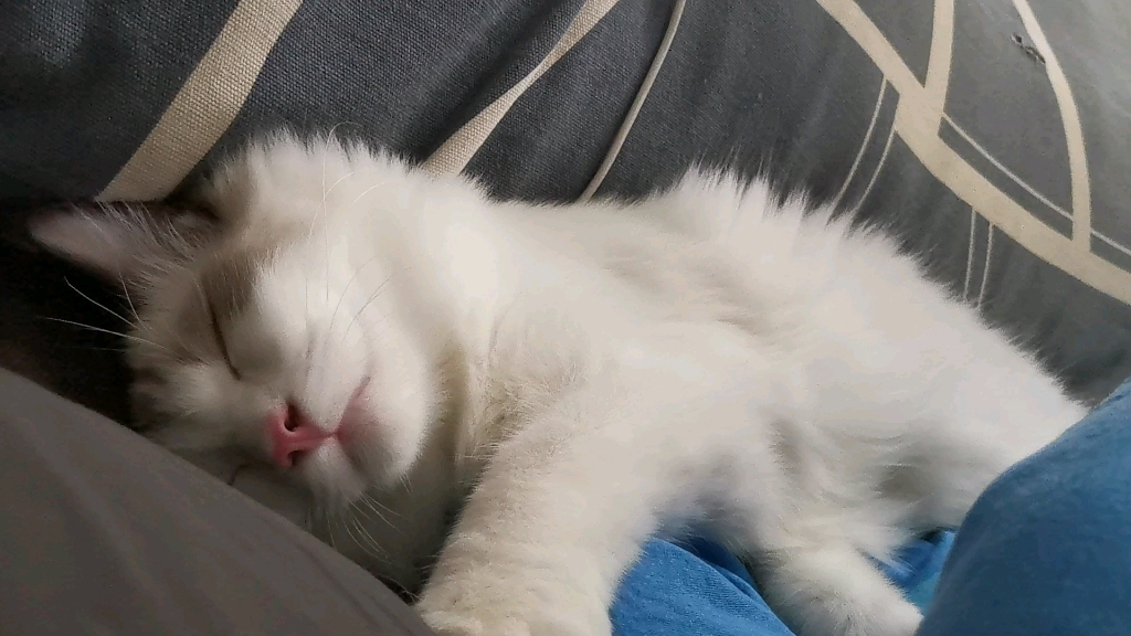 一只就想跟我睡懒觉的小猫咪