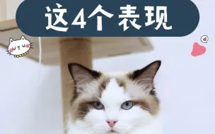 Tải video: 猫咪想刀你的4个表现，一定要知道！