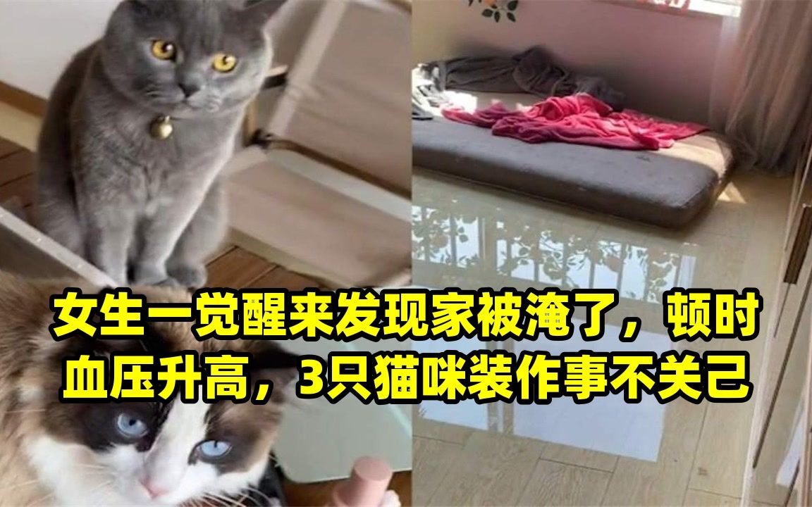 女生一觉醒来发现家被淹了,顿时血压升高,3只猫咪装作事不关己哔哩哔哩bilibili