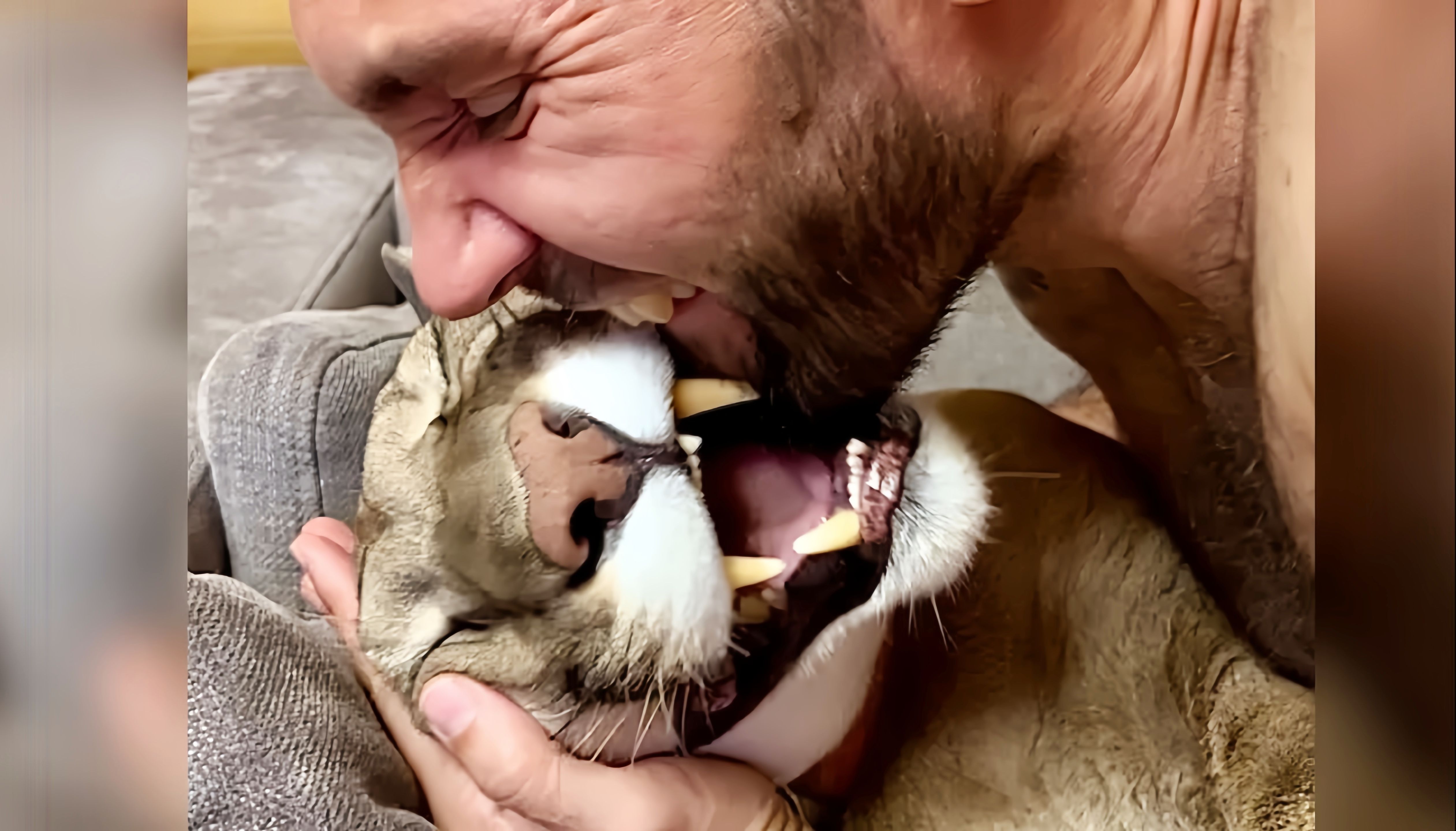 美洲狮梅西:啊!烦死猫啦!